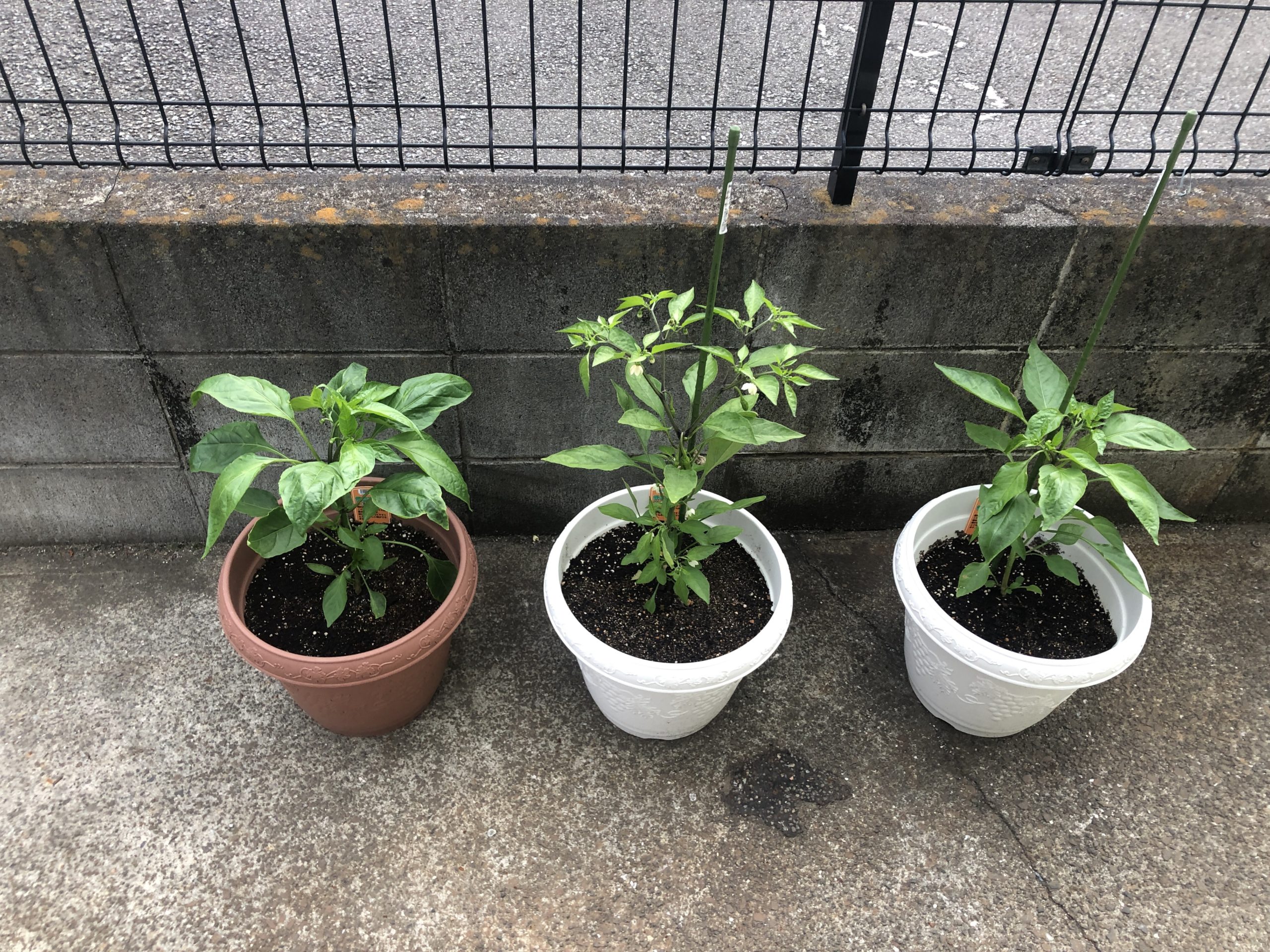 アトリエ周辺グルメ情報②